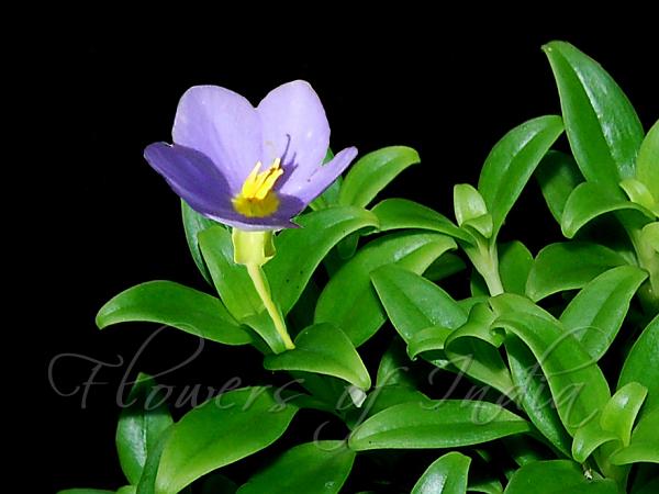Travancore Persian Violet